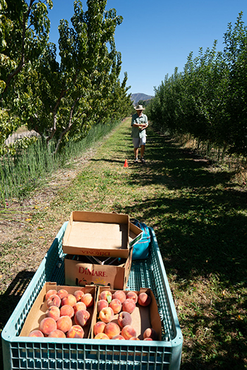 Farmer harvesting peaches in an orchard.