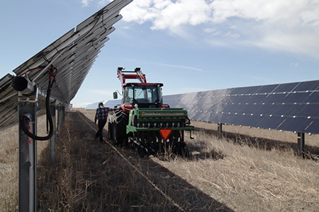 Tractor Seeding Between Solar Panels