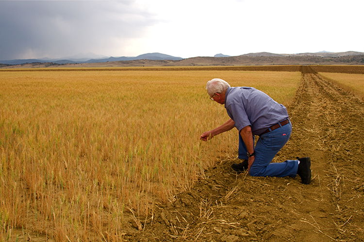 Farmer inspecting wheat in a field with mountains in the background.