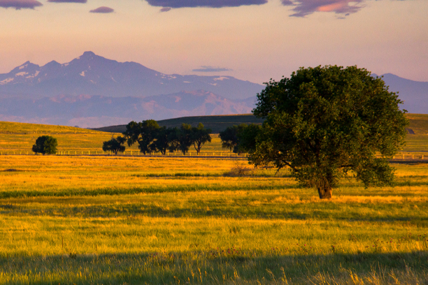 Front Range Meadow in Colorado